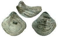 Gryphaea dilobotes 